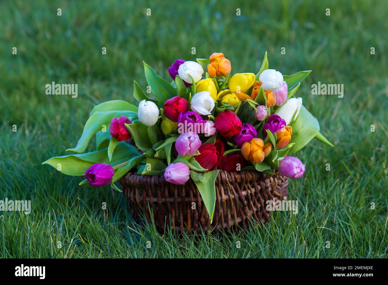 tulipes fraîches colorées dans le panier Banque D'Images