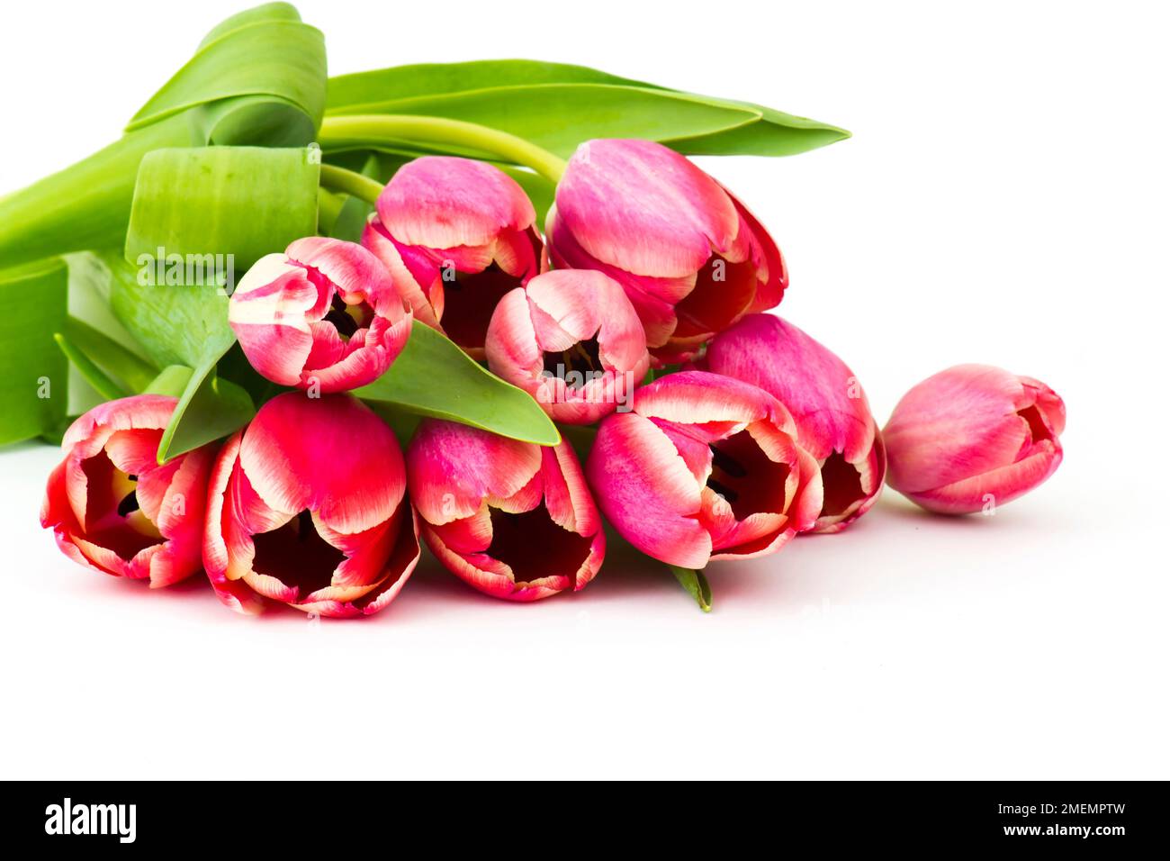 Tulipes rouges sur fond blanc Banque D'Images