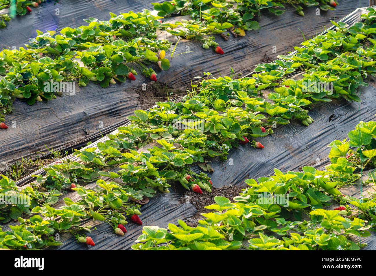 Fraises biologiques cultivées en serre en hiver Banque D'Images