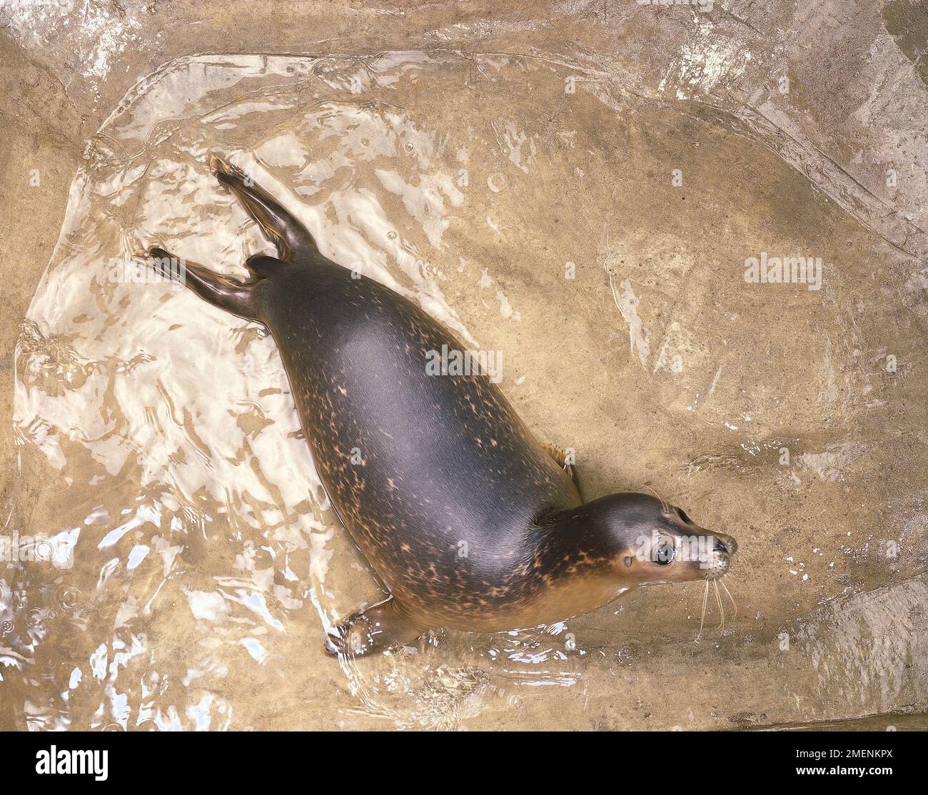 Vue en hauteur de Seal nageant dans l'eau Banque D'Images