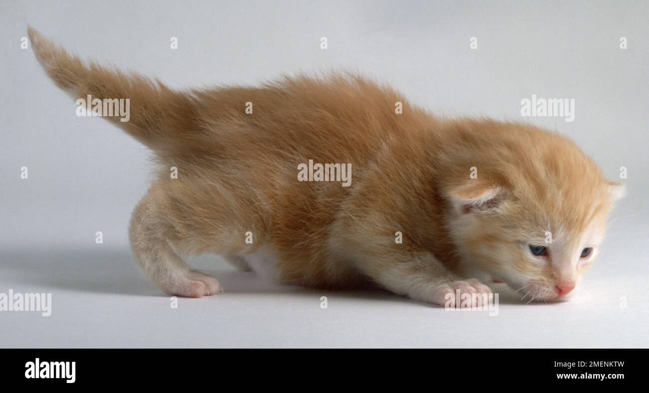 Deux semaine ginger kitten reniflant le sol. Banque D'Images