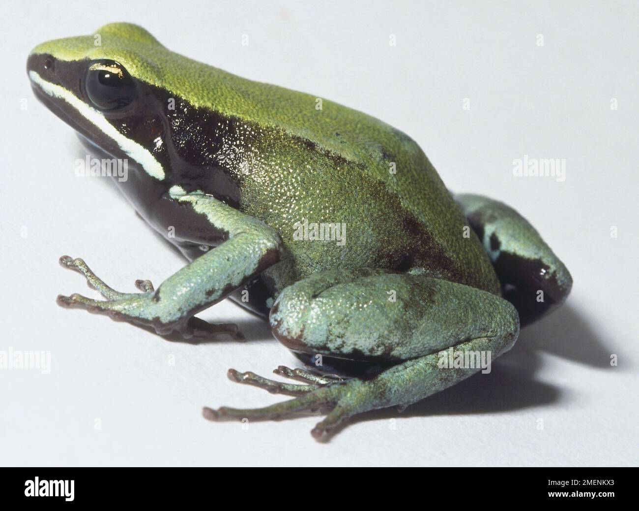 Vue latérale de Green Mantella Frog Banque D'Images