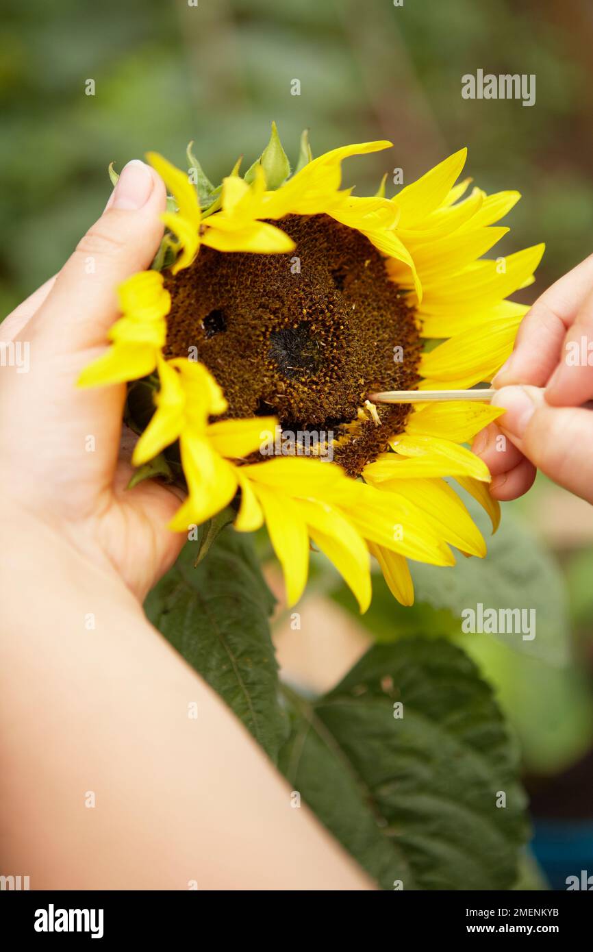 dessin de la face sur le tournesol Banque D'Images