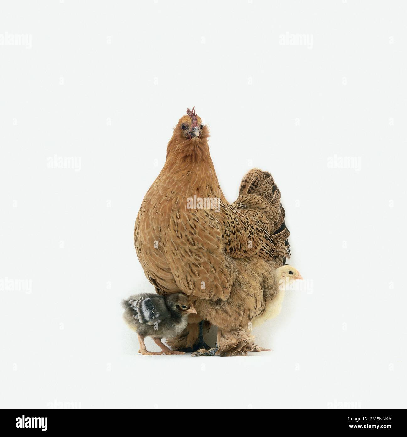 La mère poule et ses poussins se blottissent plat rond de grain Banque D'Images