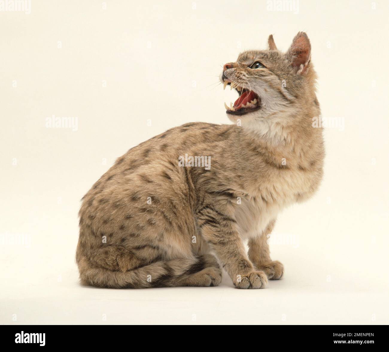 Felis silvestris ornata (chat du désert indien). Famille des Felidae. Yeux fermés Banque D'Images