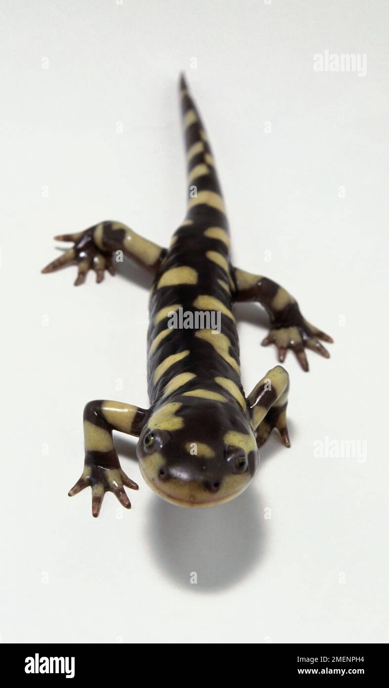 Vue latérale de la salamandre tigrée Banque D'Images