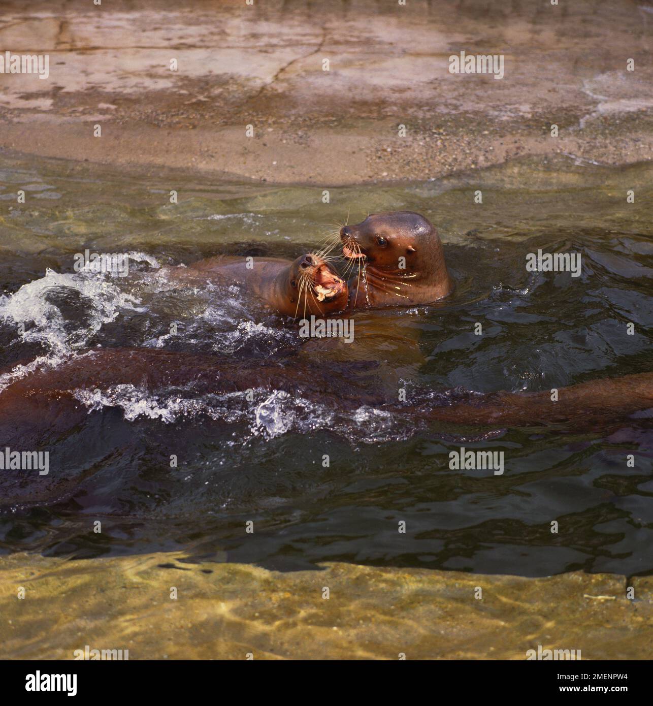 Les lions de mer de Steller se battent au-dessus d'un poisson Banque D'Images