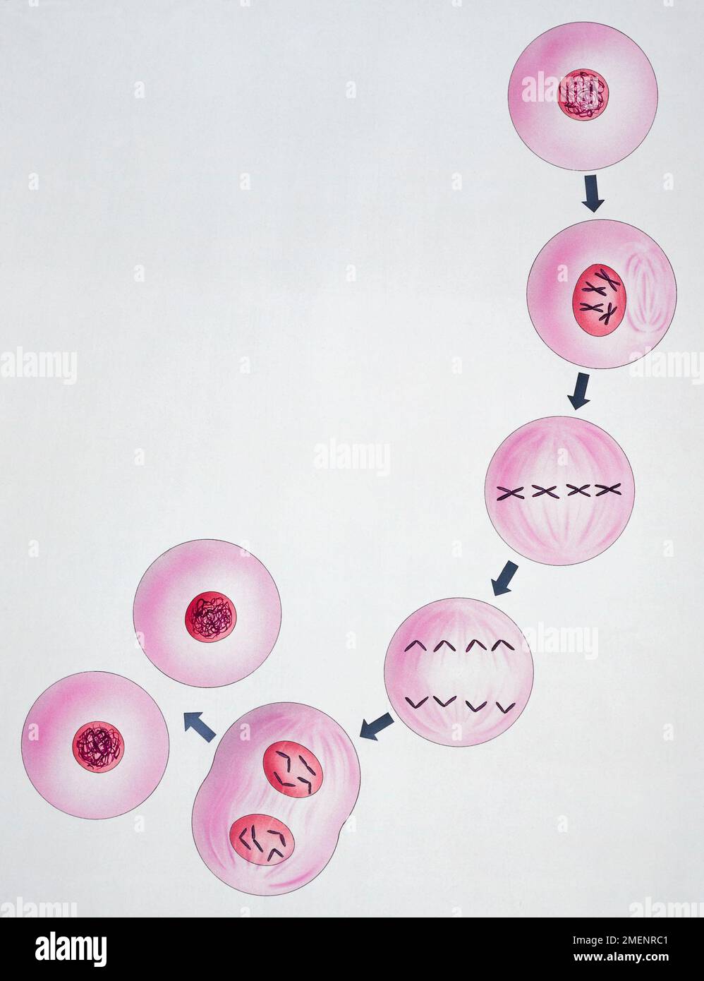 Division cellulaire Banque D'Images