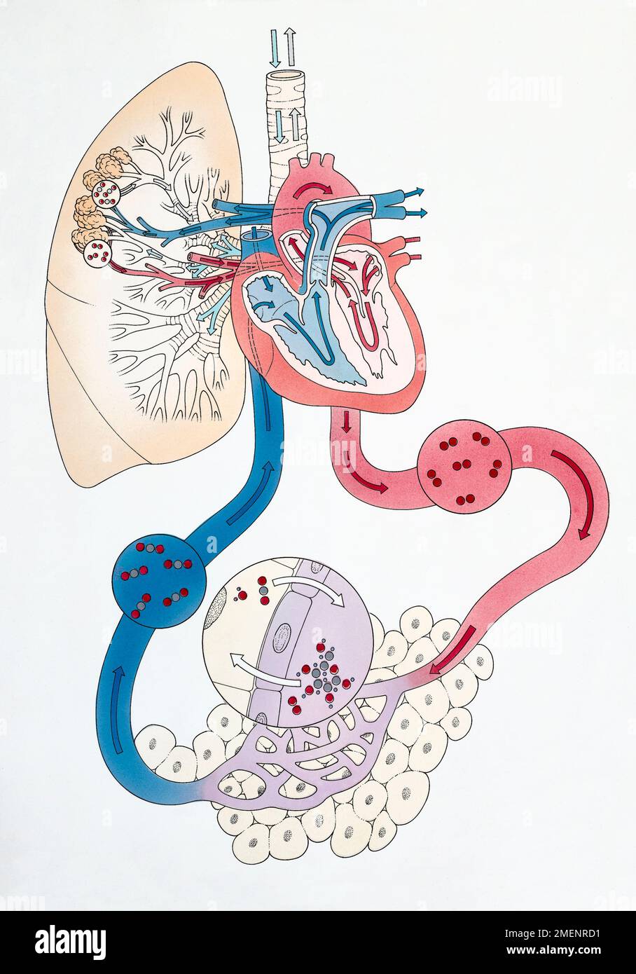 Trois diagrammes montrant le flux de sang désoxygéné qui traverse le cœur Banque D'Images