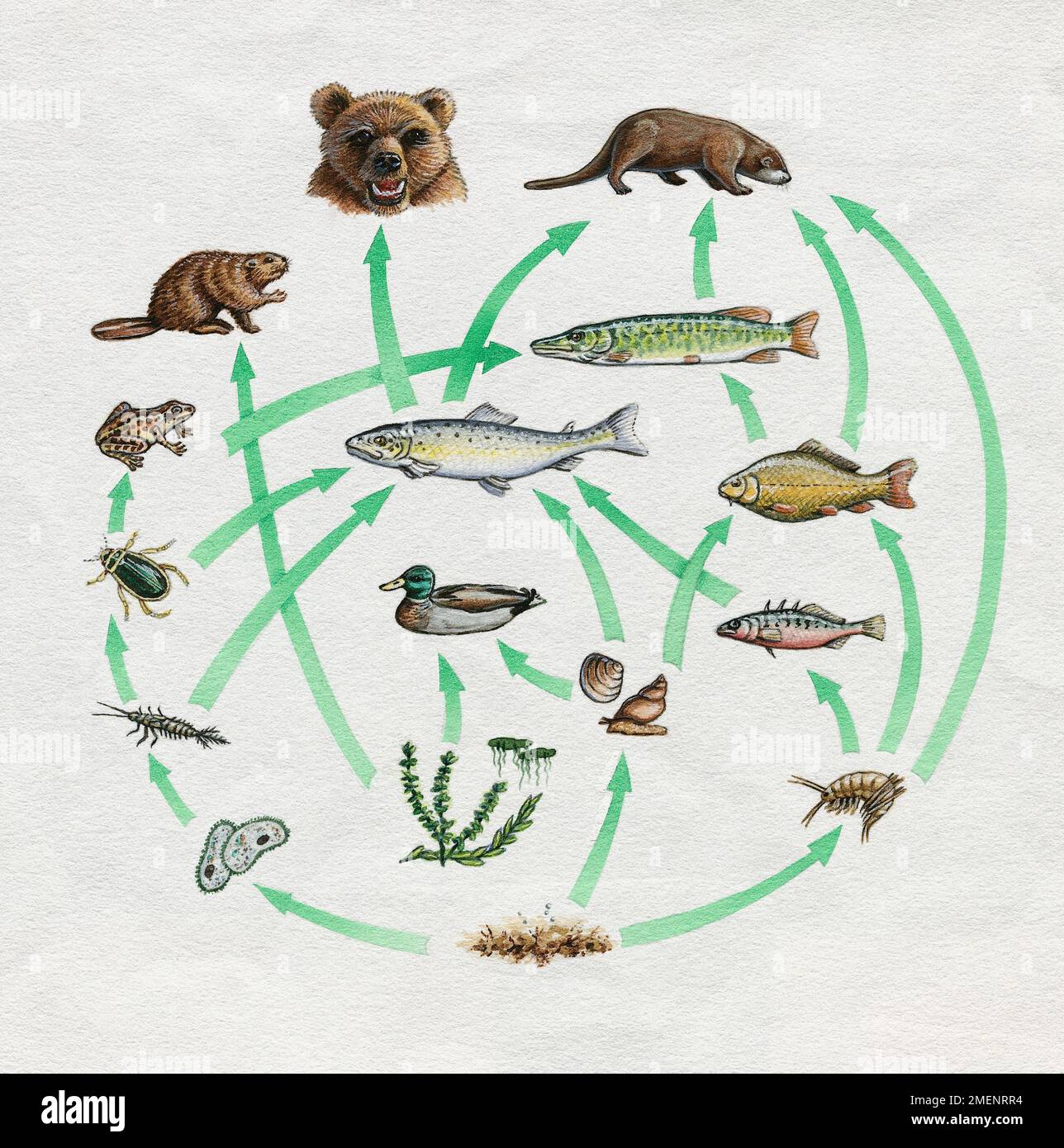 Animal food chain illustration Banque de photographies et d'images à haute  résolution - Alamy