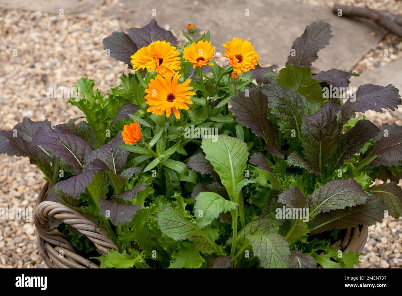 Mélange de laitue et de moutarde et de marigolds en pot d'orange dans un panier tissé dans un jardin de gravier Banque D'Images