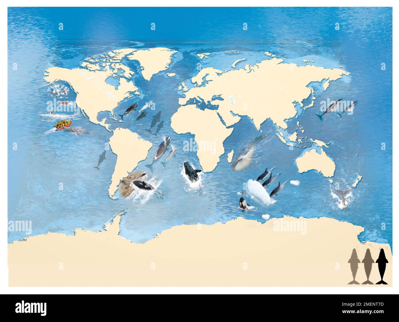 Carte des types de baleines dans le monde Photo Stock Alamy