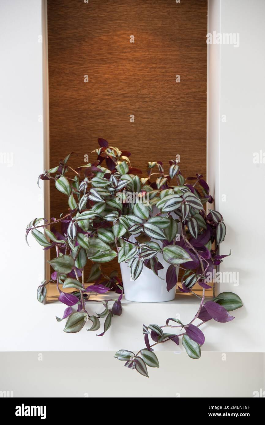 Tradescantia zebrina en pot blanc sur étagère dans la maison contemporaine. Banque D'Images