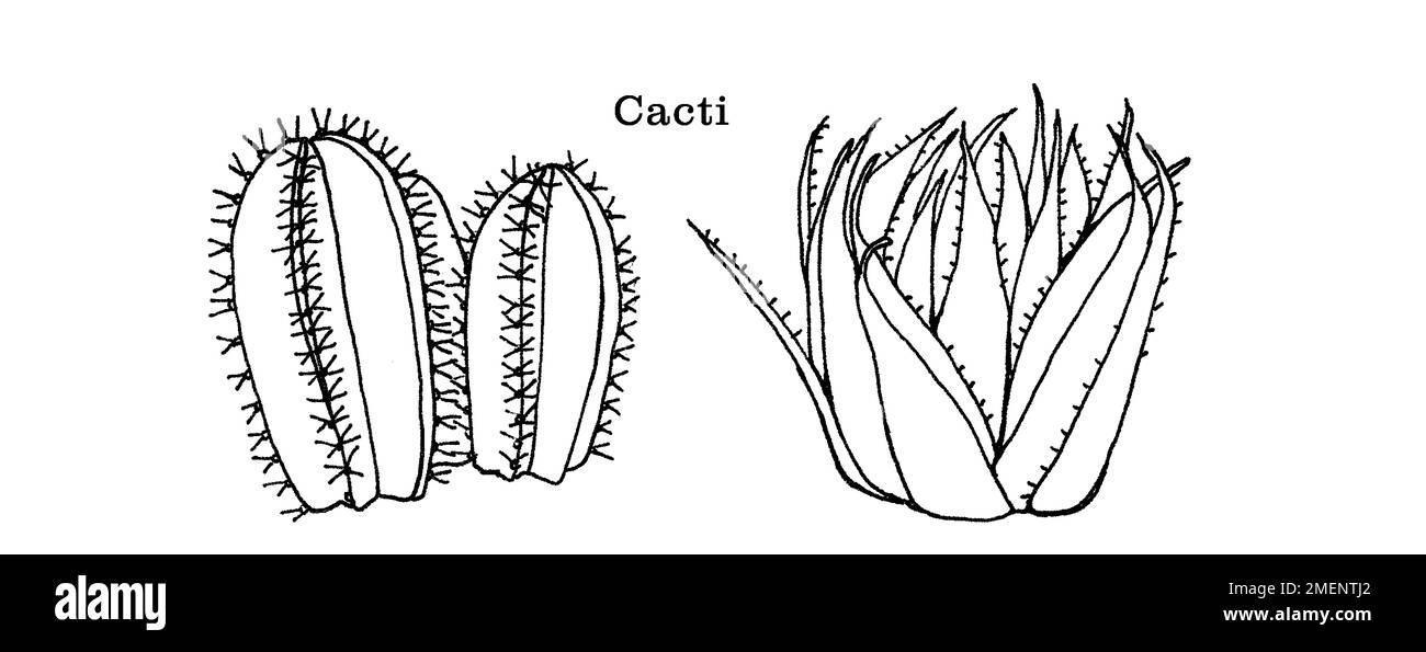 Dessin au trait cactus Banque d'images noir et blanc - Alamy