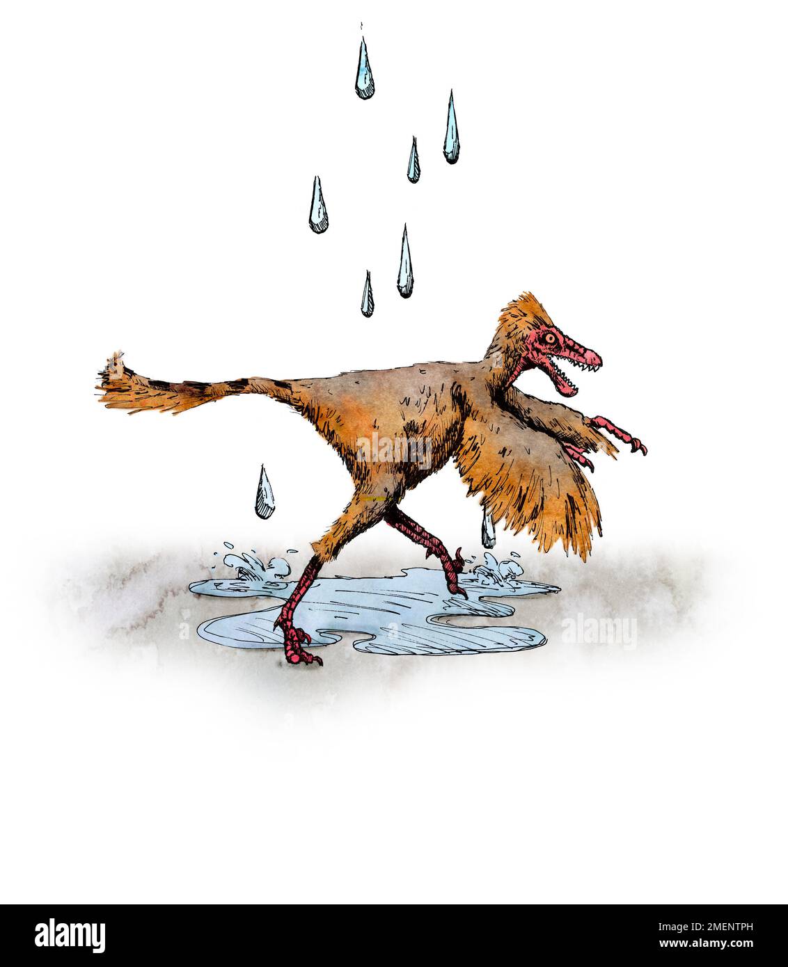 Sinornithosaurus Banque D'Images