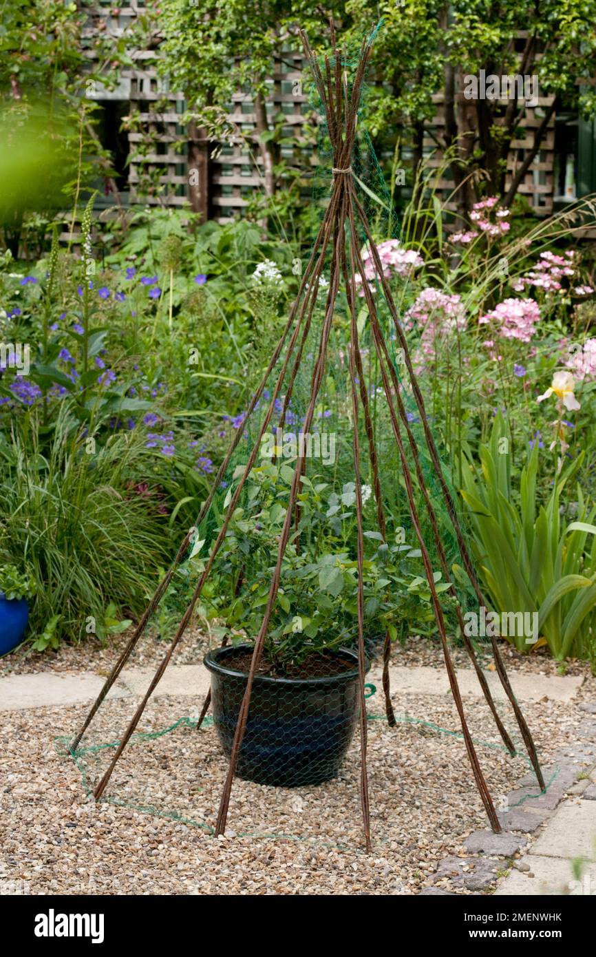 Planter une plante de bleuet dans un pot en terre cuite émaillée; ajouter un wigwam de cannes et de filets pour protéger contre les oiseaux Banque D'Images