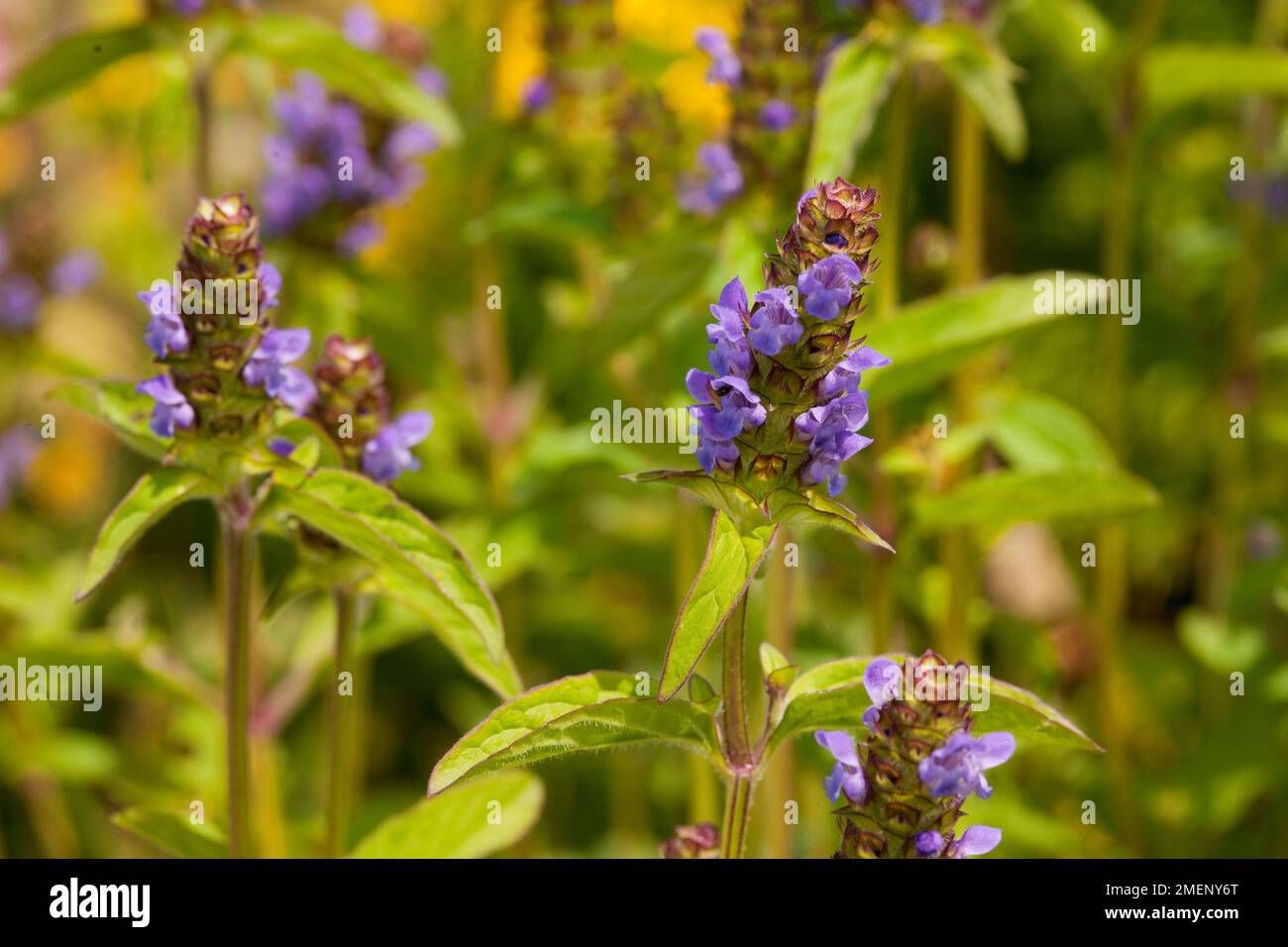 Prunella vulgaris (Common Self-Heal) portant de petites fleurs violettes sur les tiges, gros plan Banque D'Images