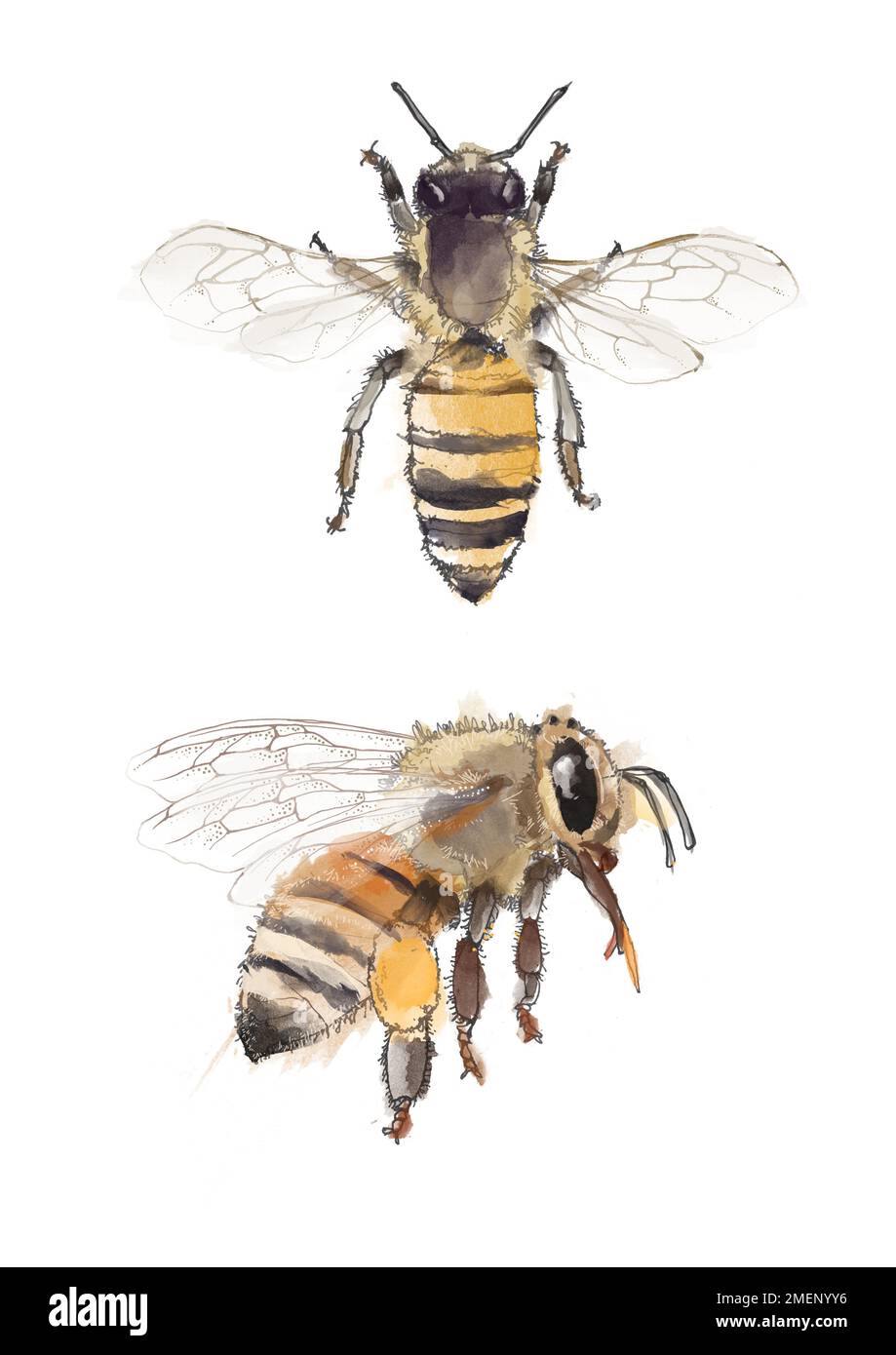 Cire d'abeille b Banque D'Images