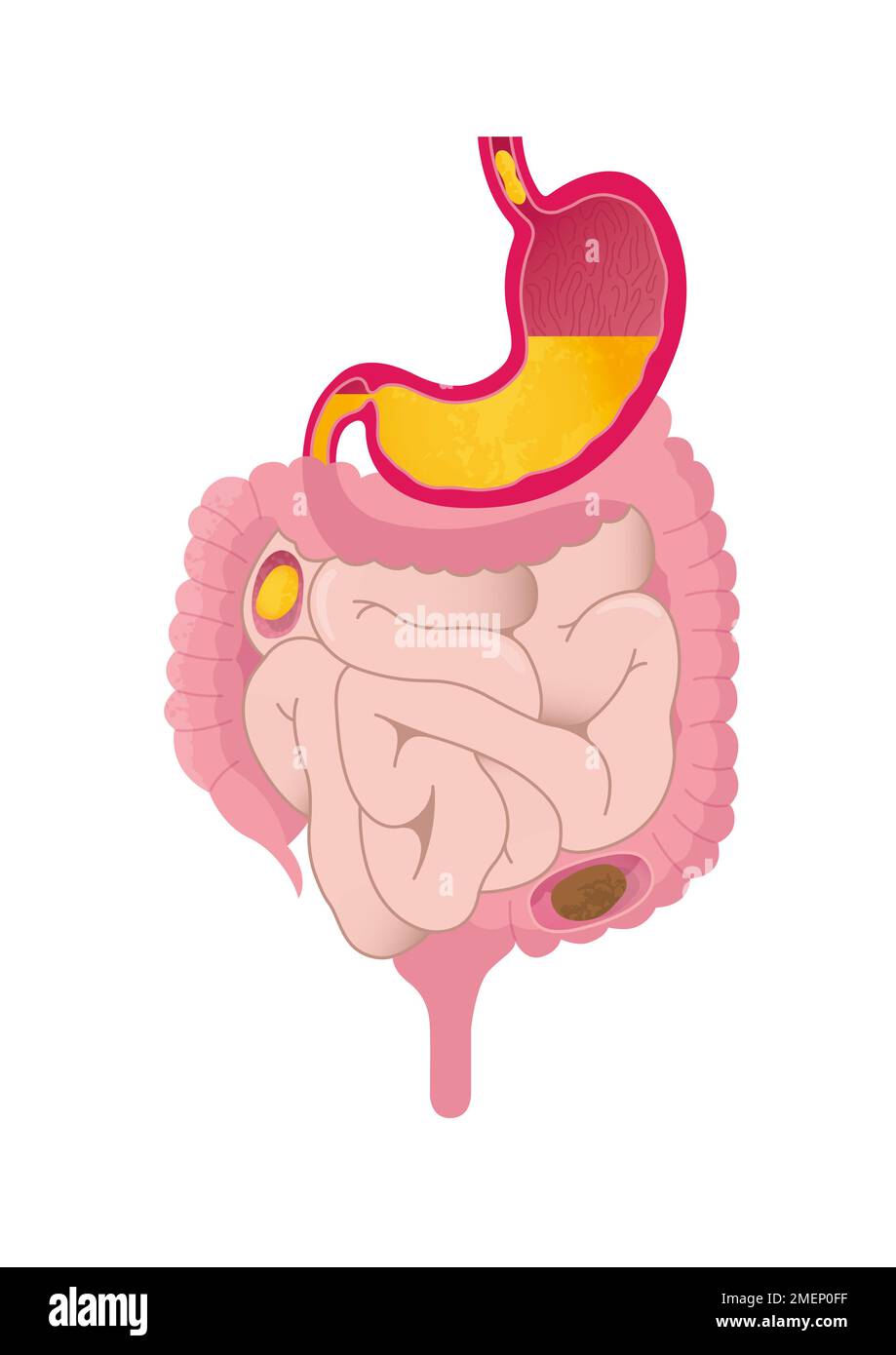 Digestion: Voyage alimentaire Banque D'Images