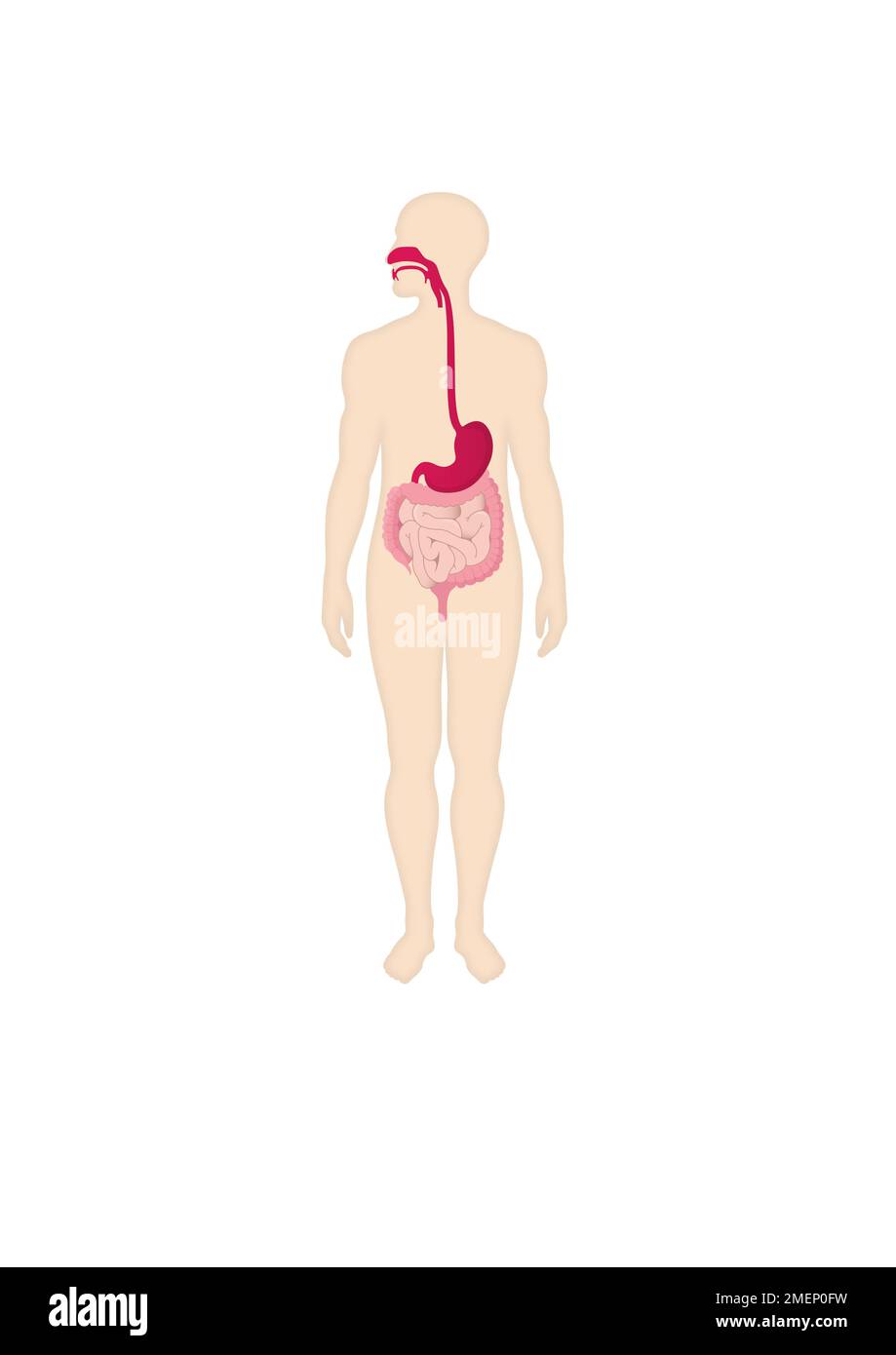 Digestion: Système digestif Banque D'Images