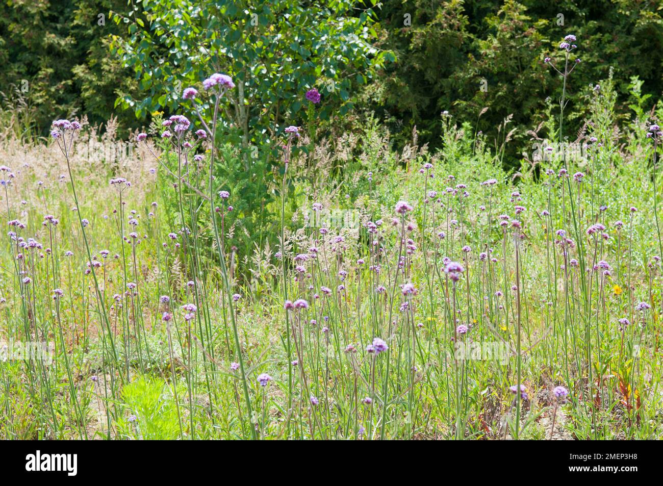 Le verbena bonariensis (Purpletop Verbain) fleurit dans le pré Banque D'Images