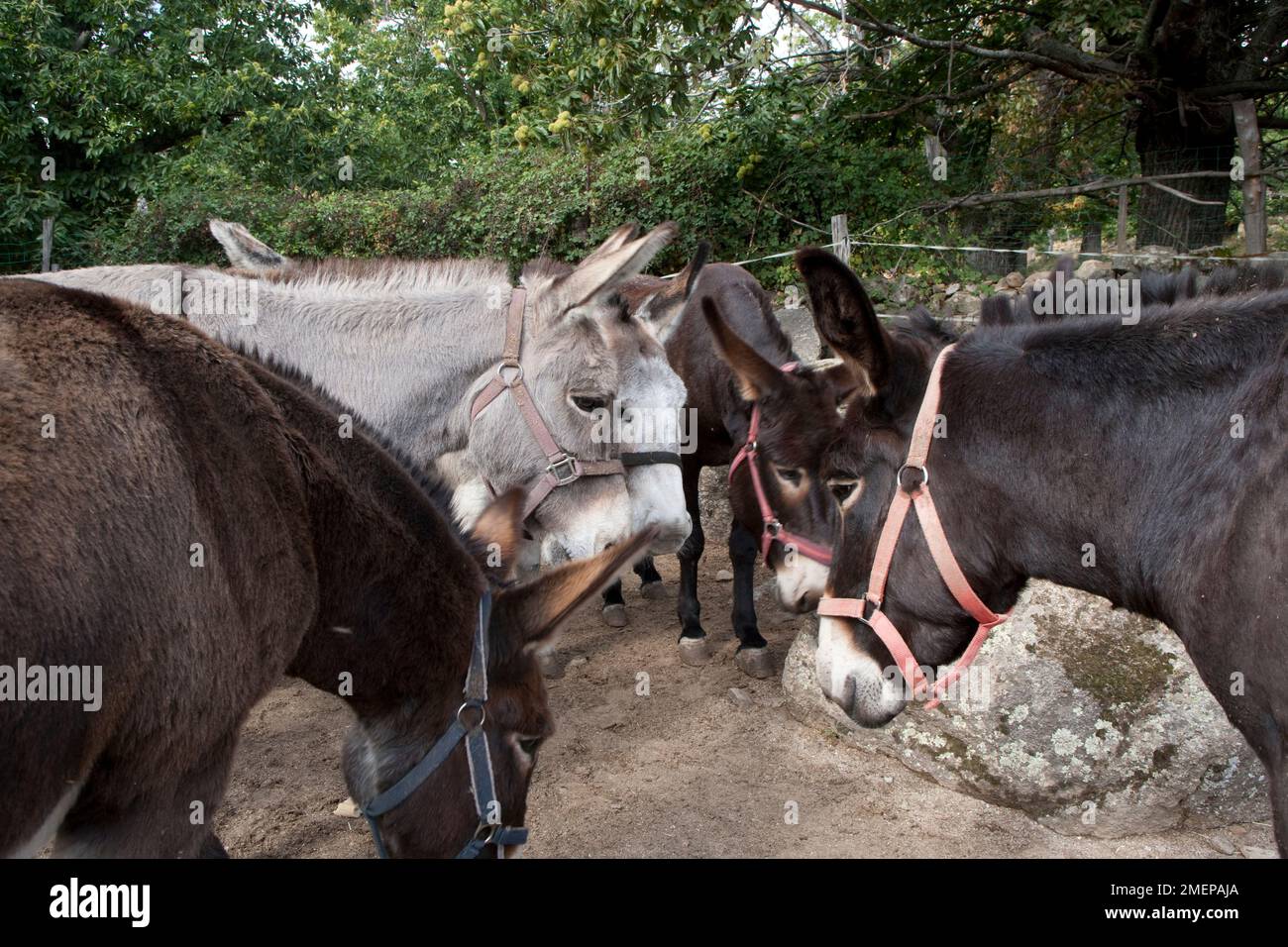 France, Corse, Albertacce, ânes à louer pour l'équitation et le trekking Banque D'Images