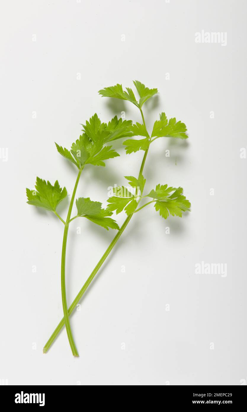 Boutures de feuilles d'Apium graveolens (céleri) Banque D'Images