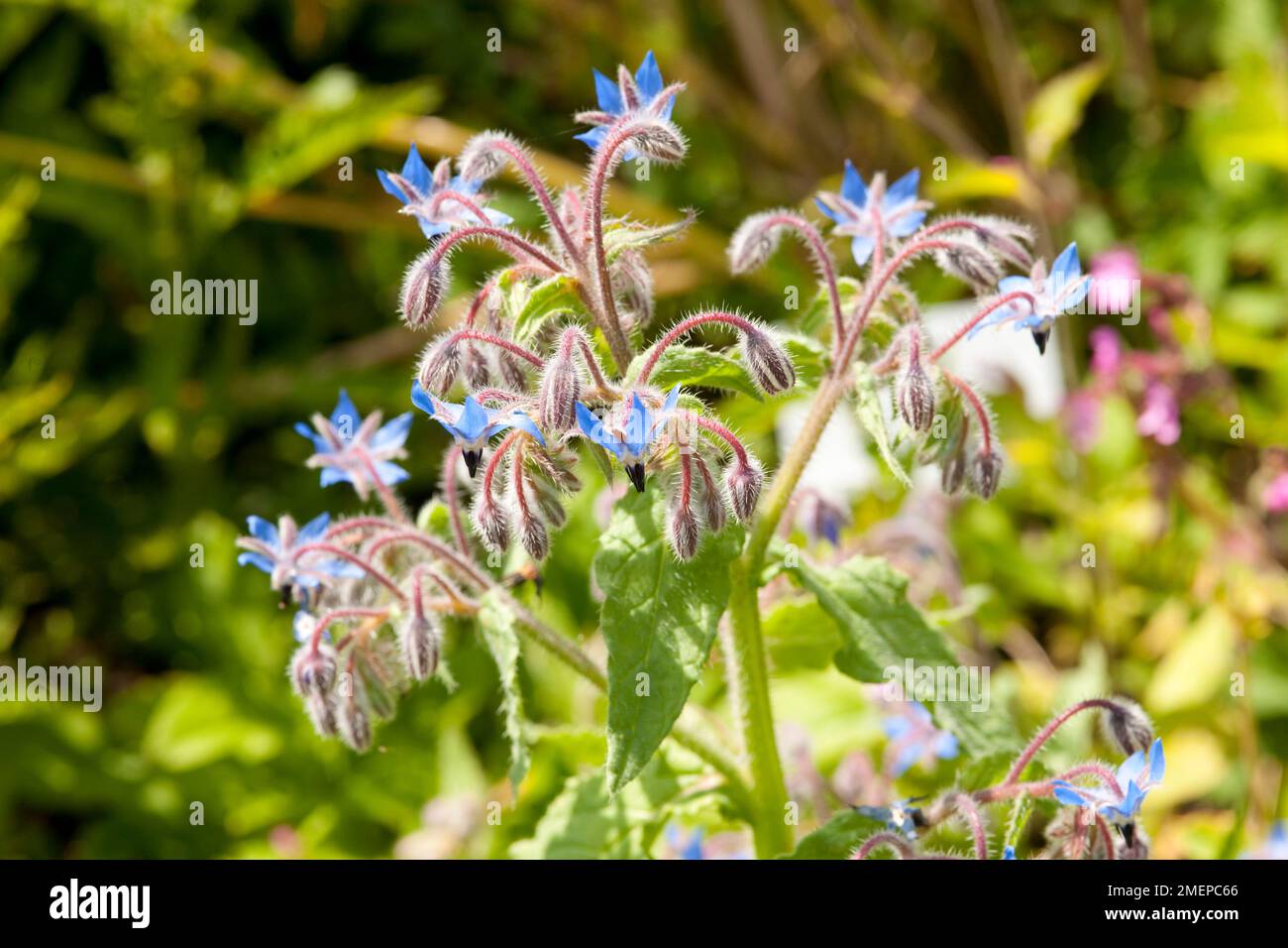 Borago officinalis (Borage) fleurs et bourgeons, gros plan Banque D'Images