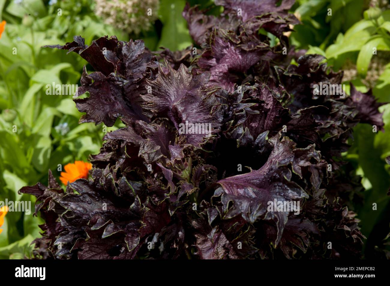 Feuilles de Perilla frutescens pourpres, gros plan Banque D'Images