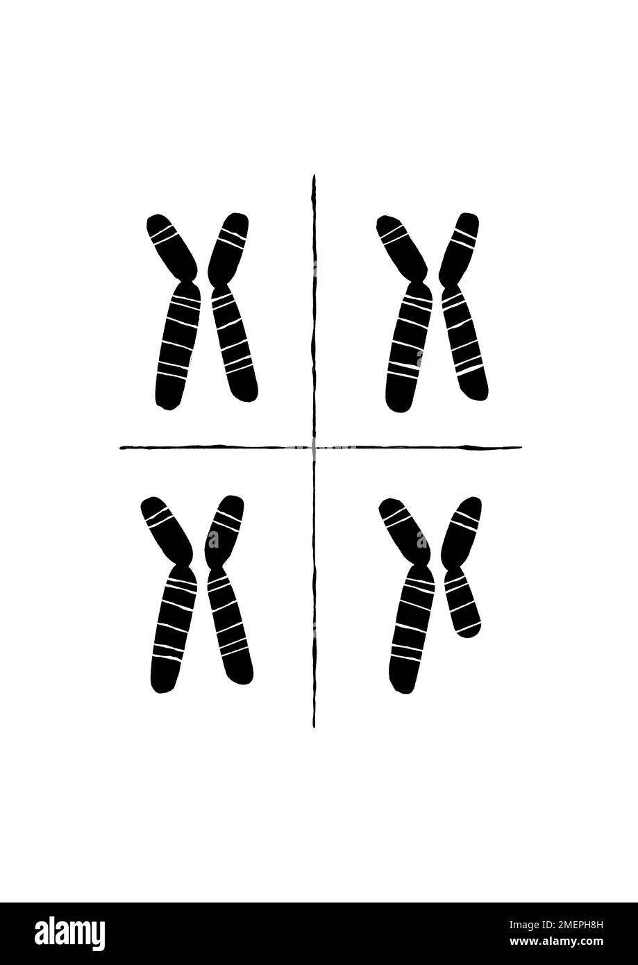 4 paires de chromosomes dont la dernière paire est différente du reste Banque D'Images