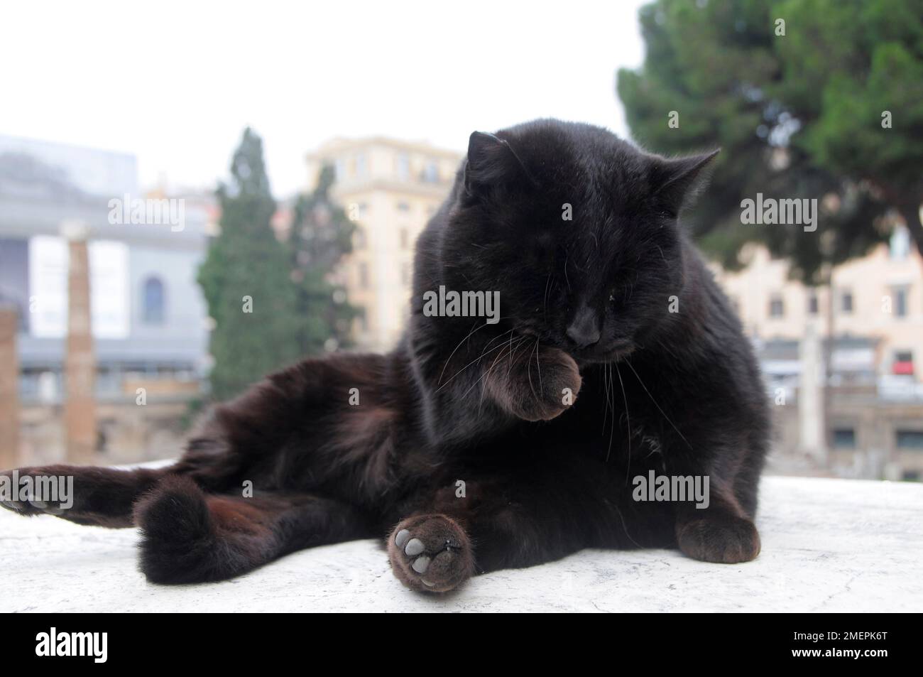 Italie, Latium, Rome, Centre Storico, région de Sacra dell'Argentina, sanctuaire de chats Banque D'Images