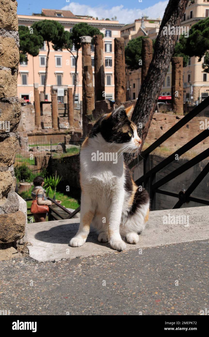 Italie, Latium, Rome, Centre Storico, région de Sacra dell'Argentina, sanctuaire de chats Banque D'Images