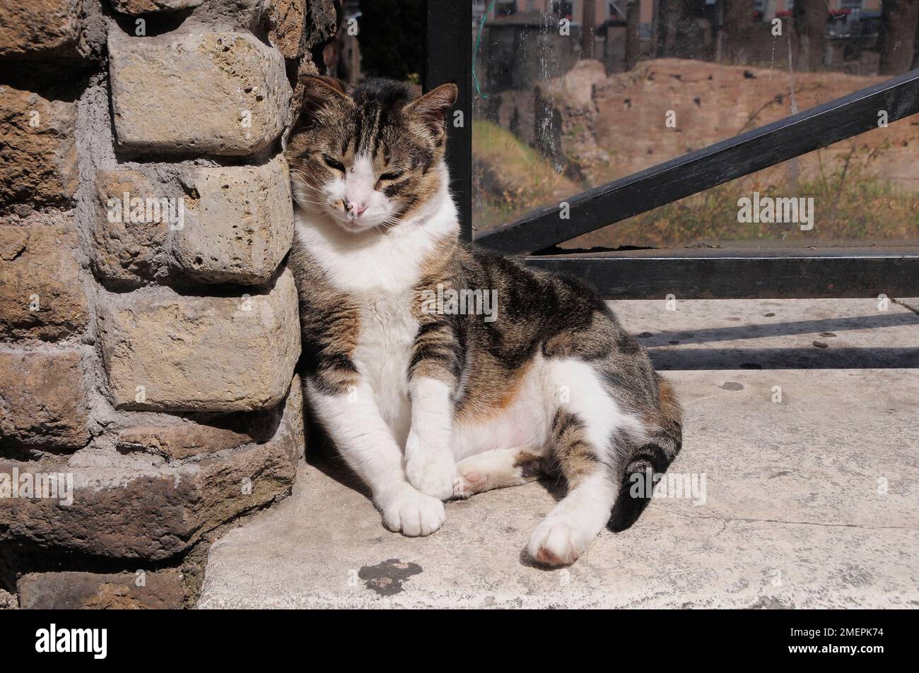 Italie, Latium, Rome, Centre Storico, région de Sacra dell'Argentina, sanctuaire de chats Banque D'Images