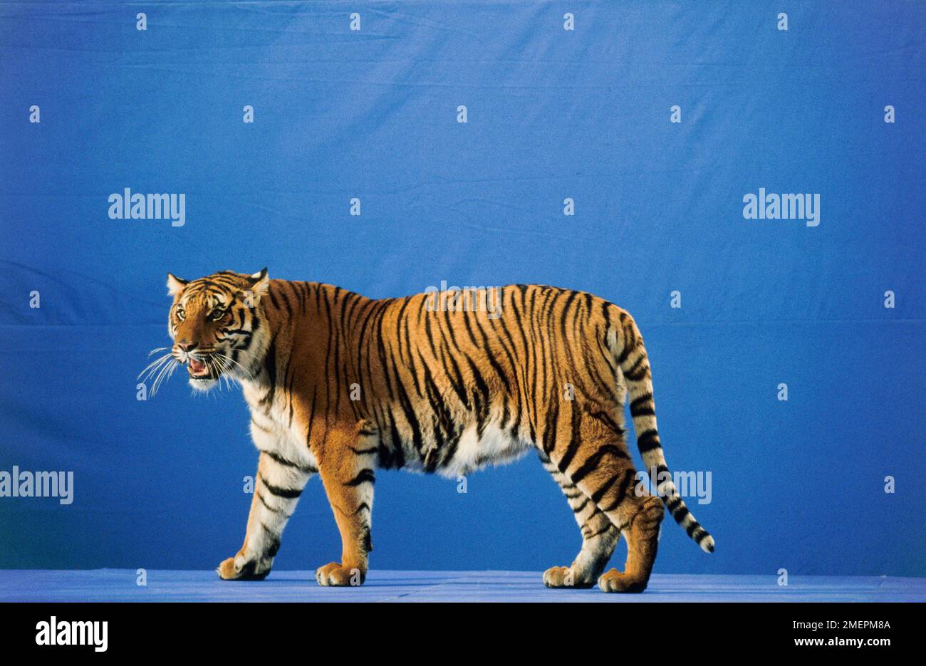 Tiger (Panthera tigris), vue latérale Banque D'Images