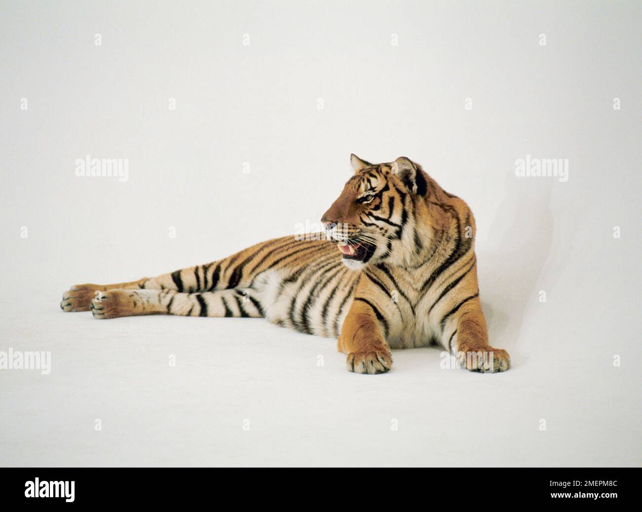 Tigre (Panthera tigris) couché sur le sol, bouche légèrement ouverte Banque D'Images