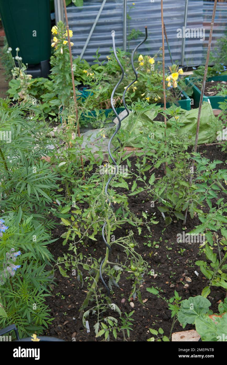 Usine de tomate avec support métallique Banque D'Images