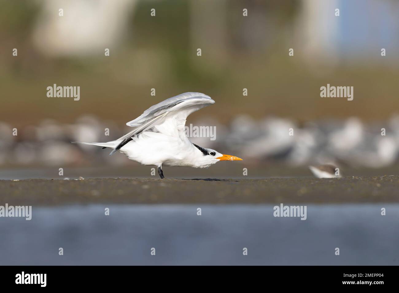 Une sterne royale (Thalasseus maximus) reposant sur une plage qui s'étend sur ses ailes. Banque D'Images