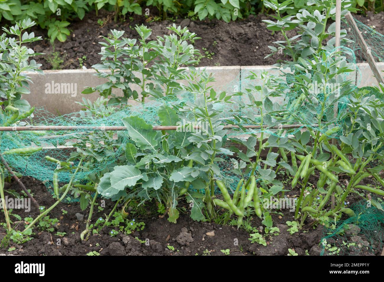 Haricots avec filet vert Banque D'Images