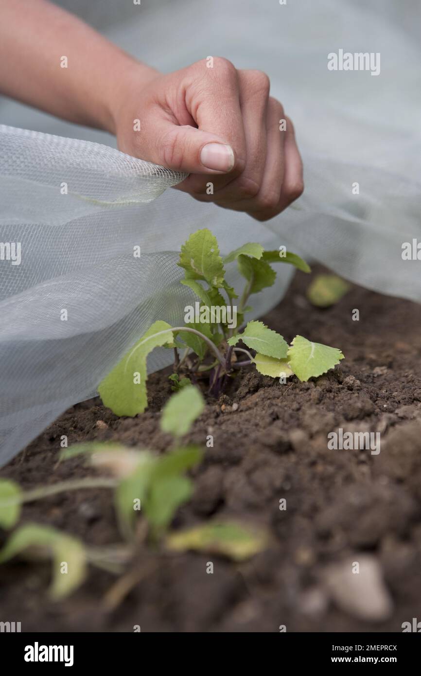 Couvrir les semis avec des filets de lutte antiparasitaire Banque D'Images