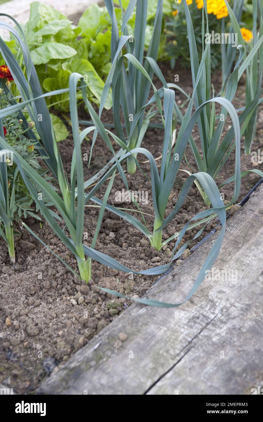 Poireau, Allium amppelloprasum, culture dans le potager Banque D'Images