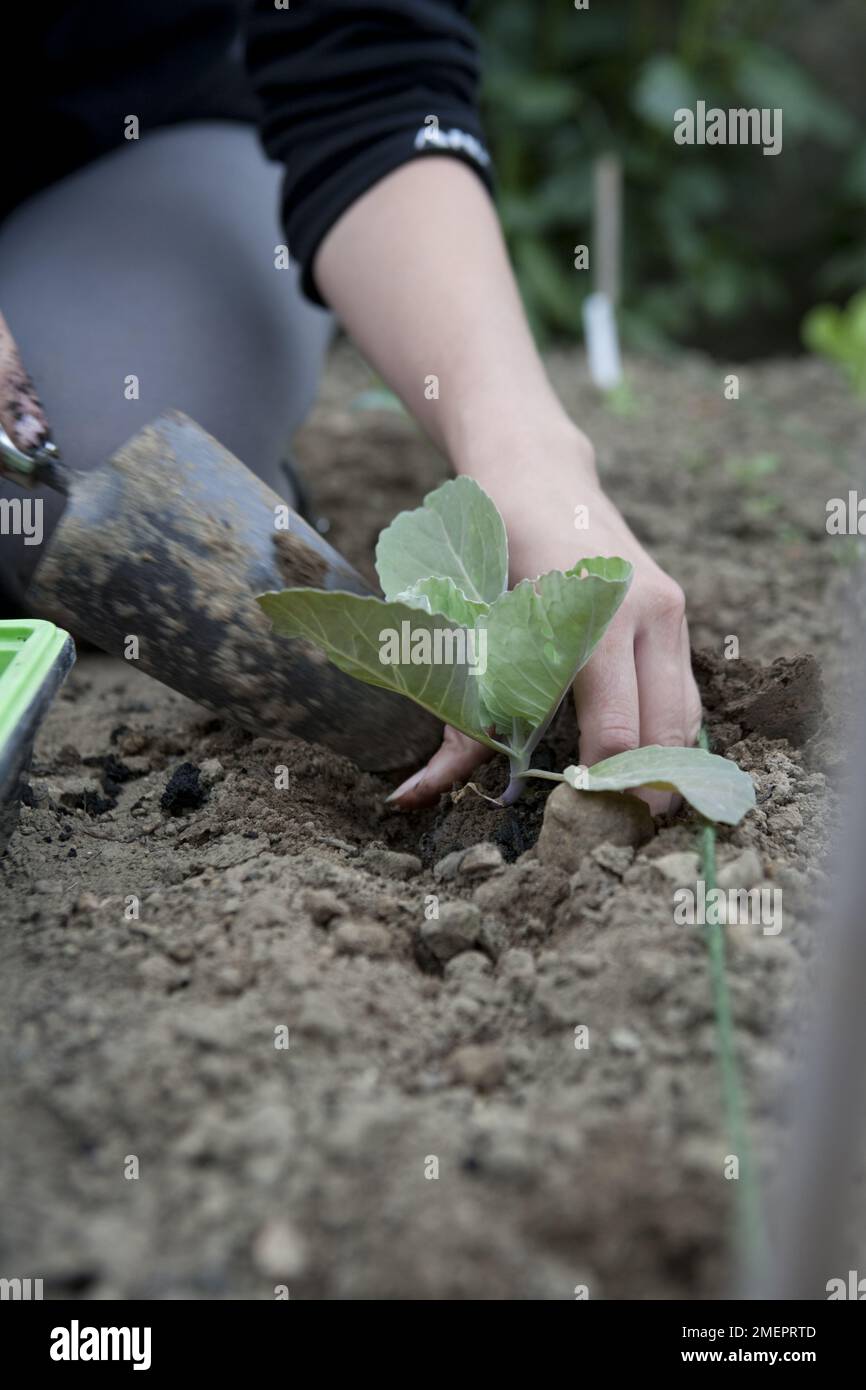 Chou, Brassica oleracea, Derby Day, jeune plante plantée dans le jardin Banque D'Images
