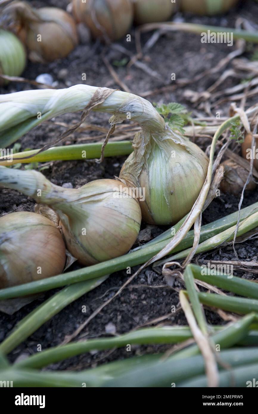 Oignon, Allium cesp, séchage de la récolte dans le potager Banque D'Images