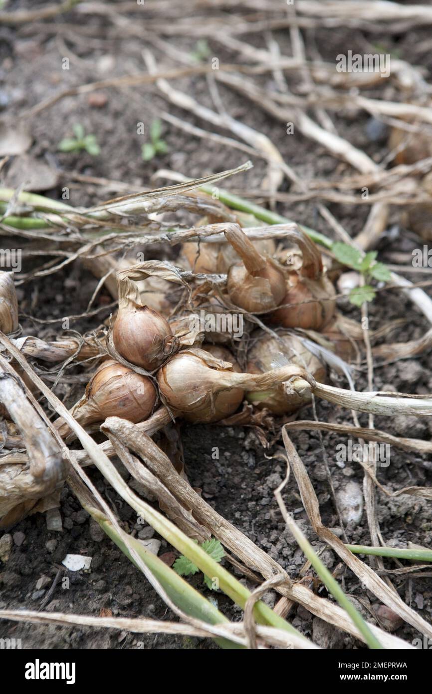 Oignon, Allium cesp, séchage de la récolte dans le jardin Banque D'Images