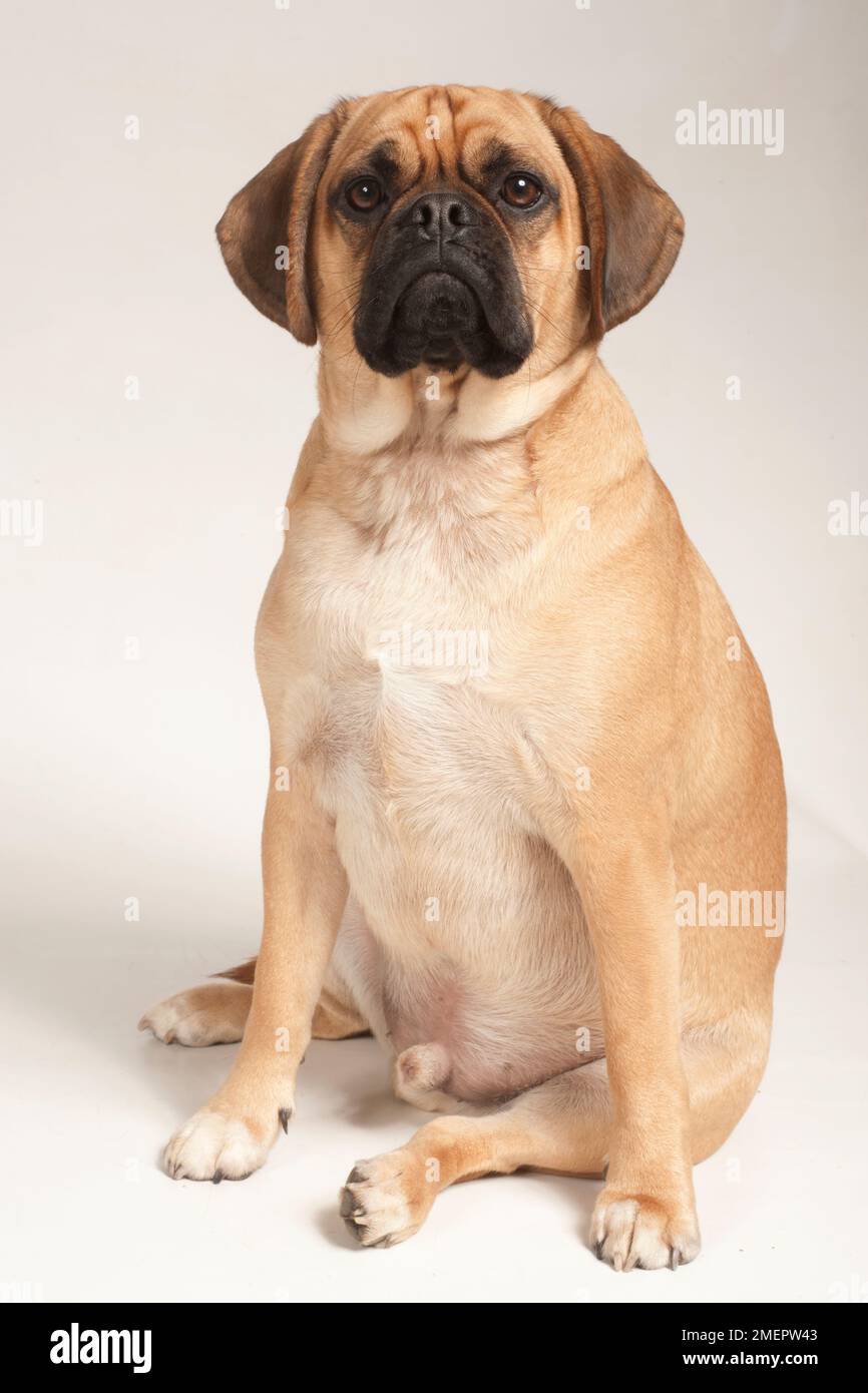 Puggle, crossed entre Pug et Beagle, chien mâle Banque D'Images