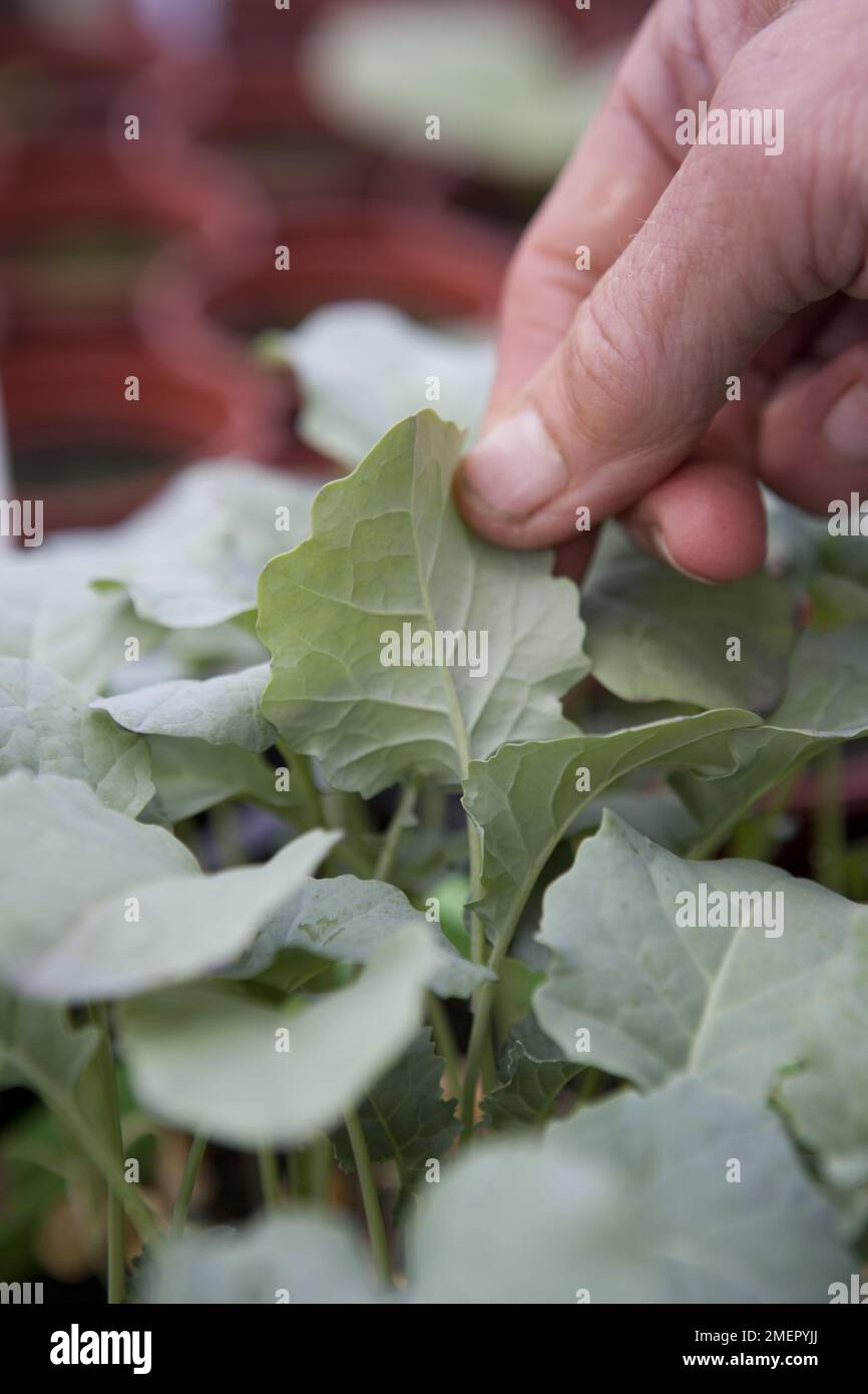 Chou, Brassica oleracea, Derby Day, chou d'été, mouche verte sous une feuille Banque D'Images