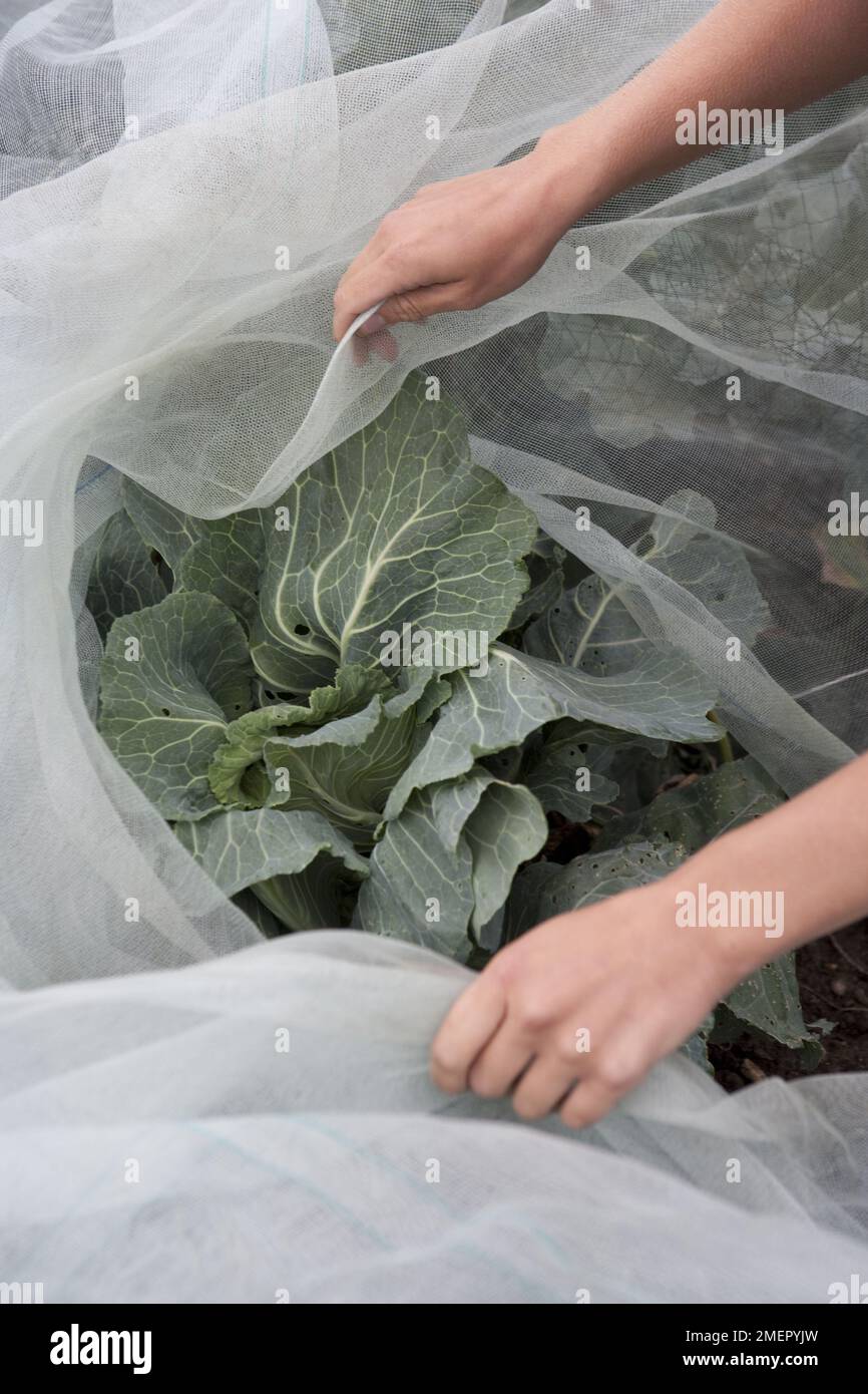 Chou, Brassica oleracea, Derby Day, chou d'été, chou vert, couvrant les cultures matures avec des filets de protection contre les insectes Banque D'Images