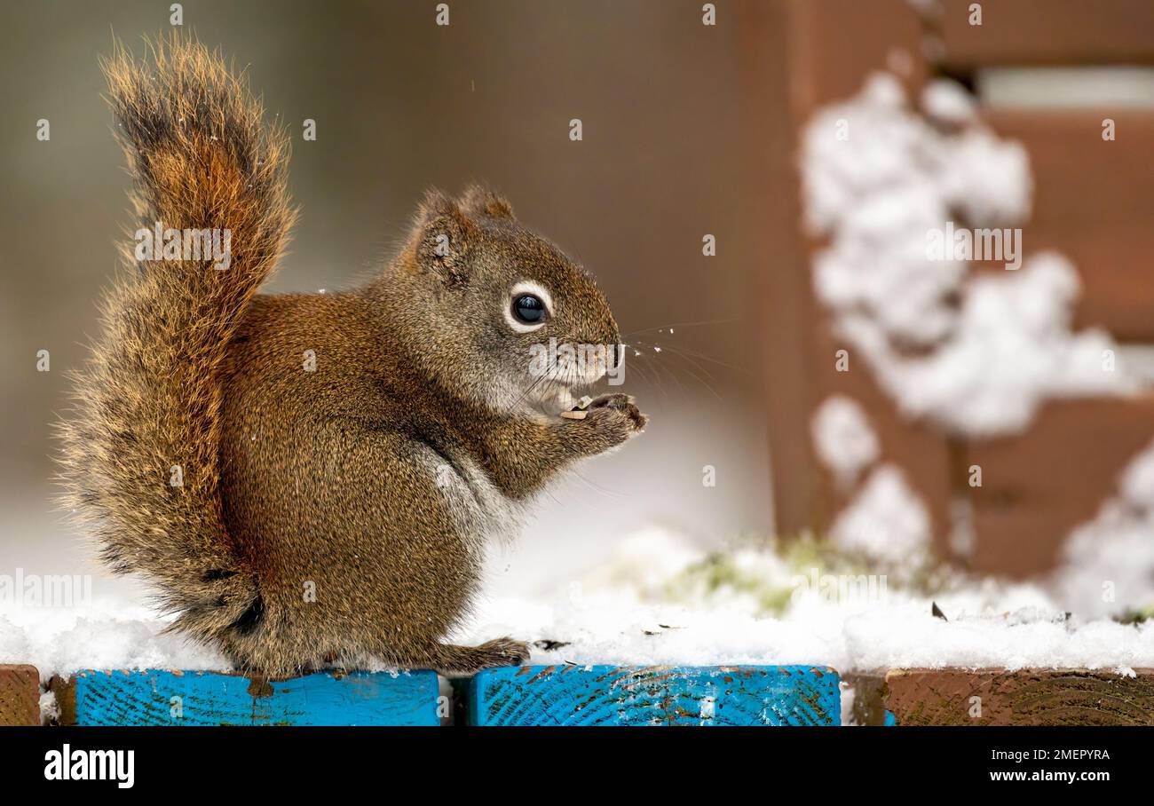 Écureuil roux américain (Tamiasciurus hudsonicus) assis sur un banc de parc couvert de neige Banque D'Images