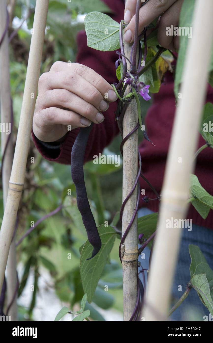 Escalade de haricots français 'Blauhilde', récolte de gousses pourpres et légumes grimpants Banque D'Images