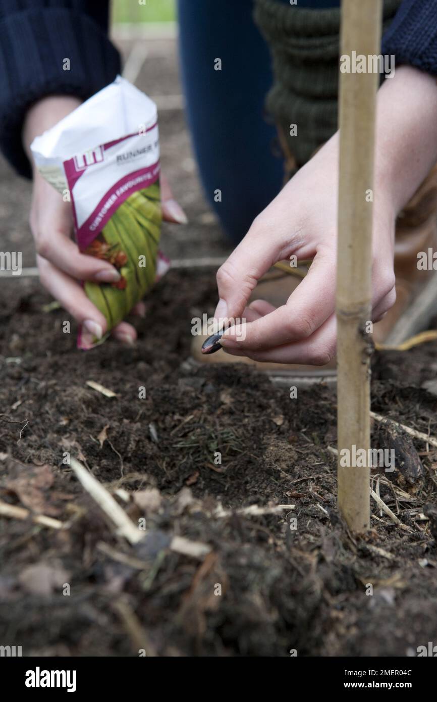 Haricots blancs, Empereur écarlate, semis de graines, semis de graines d'un paquet directement dans le lit de légumes Banque D'Images