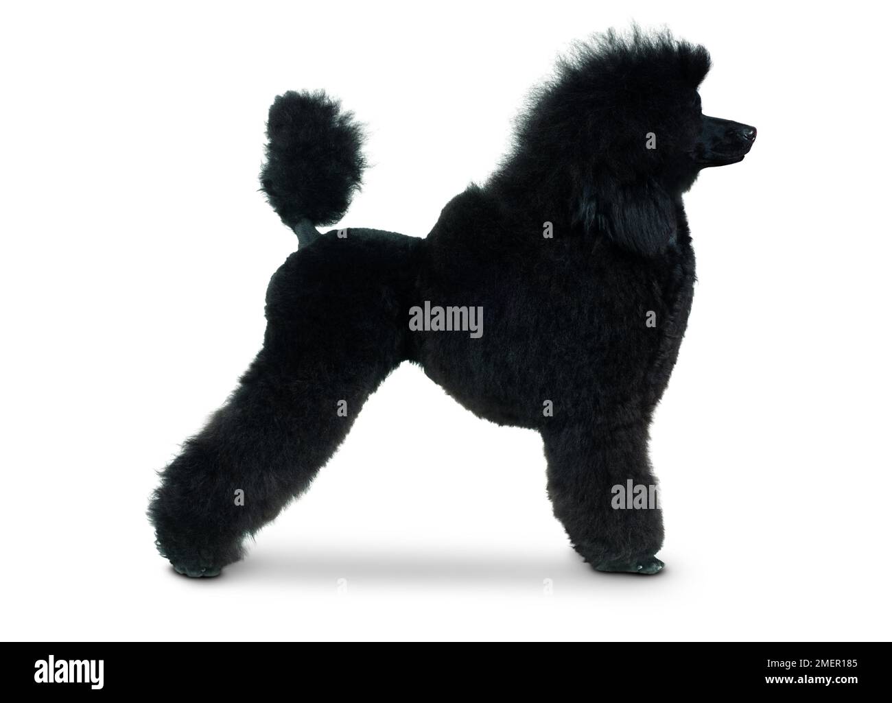 Candle miniature noir, debout, vue latérale Banque D'Images